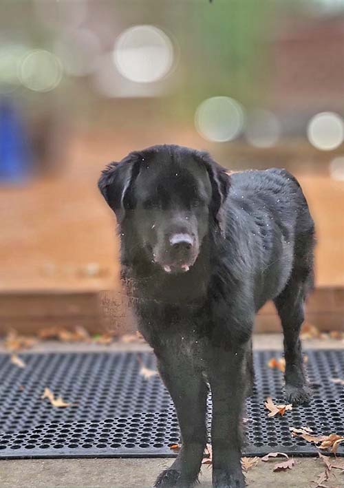 Koda: Rescued Newfoundland Dog