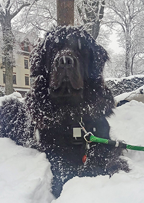 Olive: Rescued Newfoundland Dog