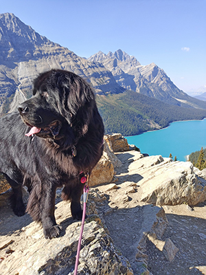 Olive: Rescued Newfoundland Dog