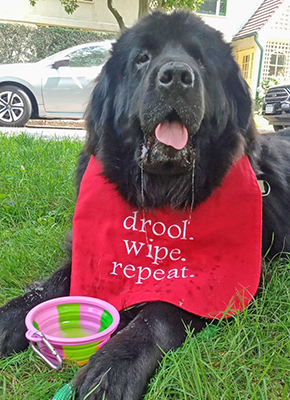 Olive: Rescued Newfoundland Dog