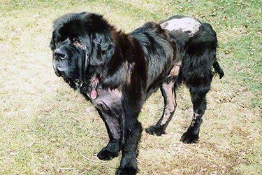 newfoundland dog rescue near me