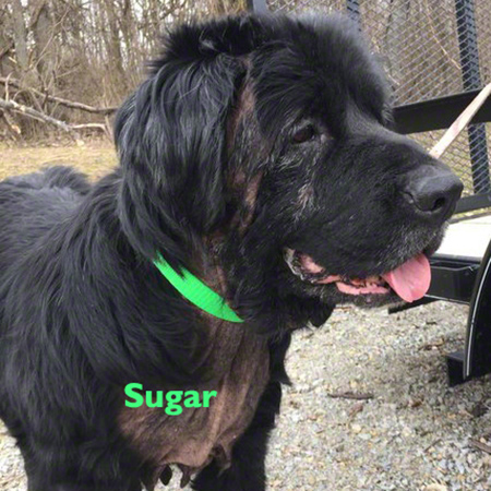 newfoundland dog rescue near me