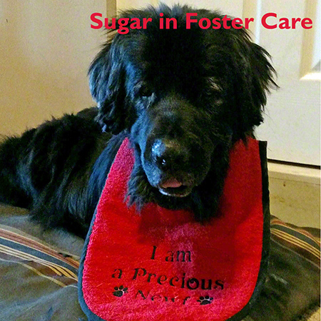 sugar foster home
